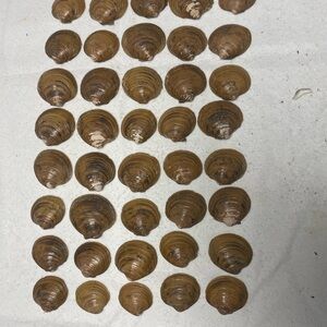 Natural Brown Quahog Clam Shell Collection (40)
